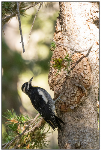 iNaturalist observation photo of Williamson's Sapsucker