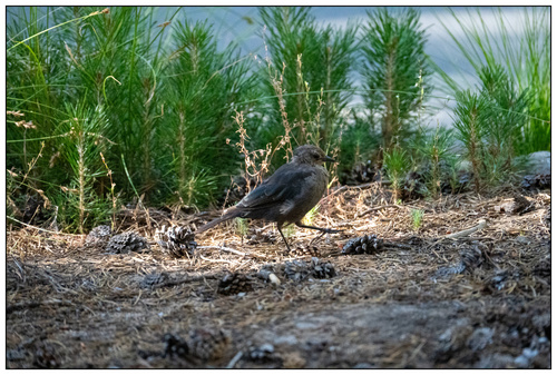 iNaturalist observation photo of Brewer's Blackbird