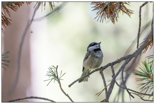 iNaturalist observation photo of Mountain Chickadee