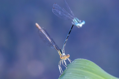 Blue Featherleg