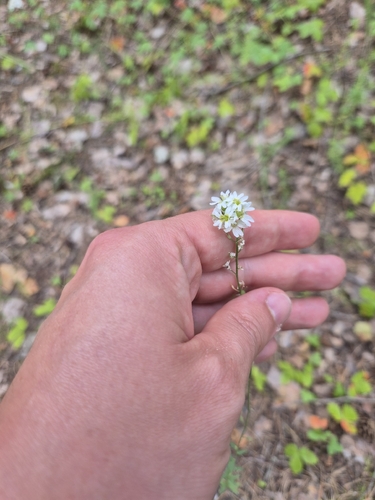 hoary alyssum