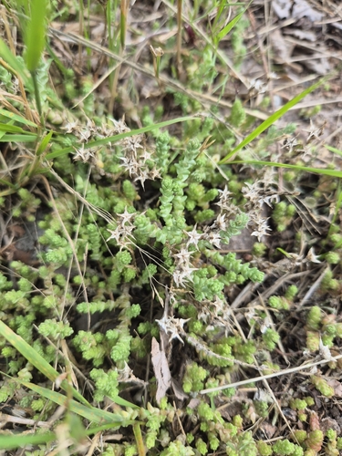 Biting Stonecrop