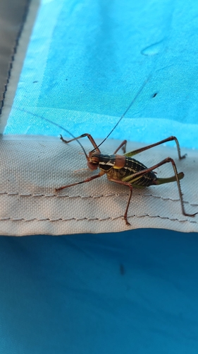 Eastern Saw-tailed Bush-cricket
