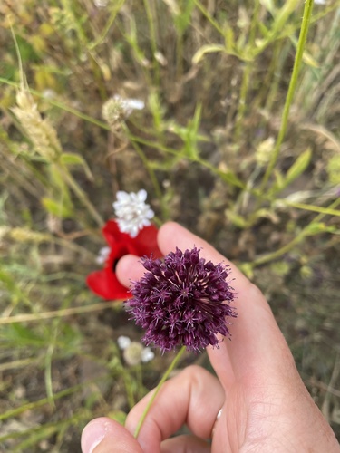 Allium atroviolaceum