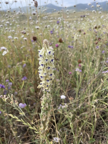 Delphinium szowitsianum