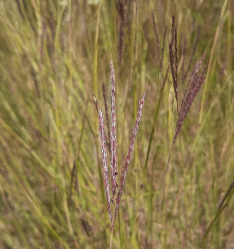 King Ranch bluestem