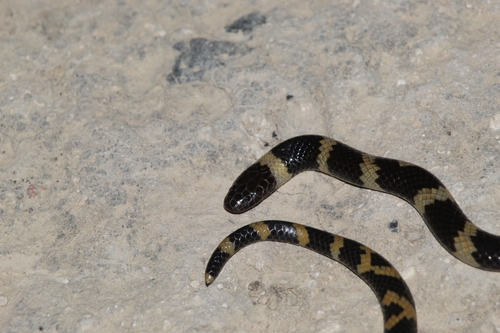Müller's Snake