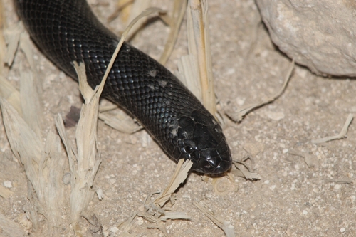 Israeli Mole Viper