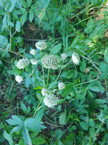 great masterwort