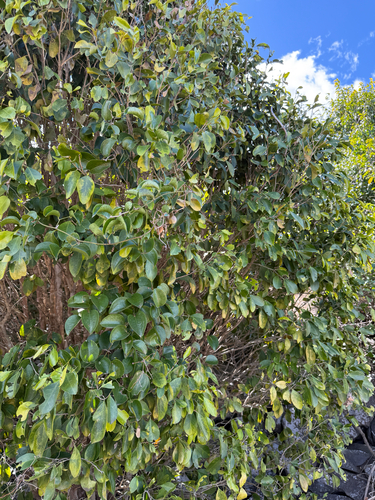 Geijera paniculata