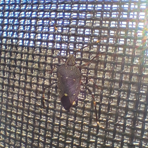 Poecilometis fuscescens