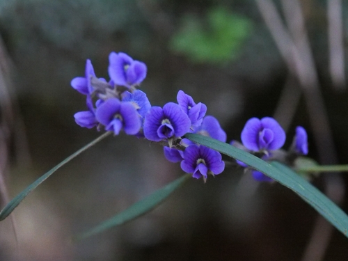 common hovea
