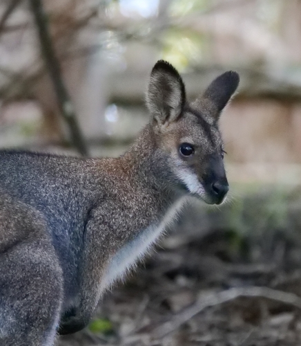 Red-necked Wallaby