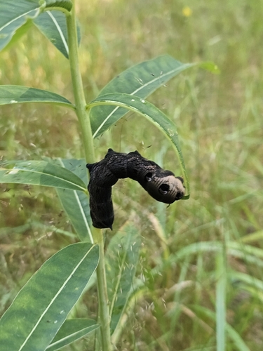 Elephant Hawkmoth