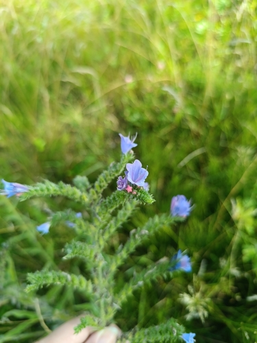 viper's-bugloss