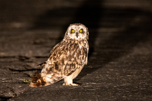 Short-eared Owl