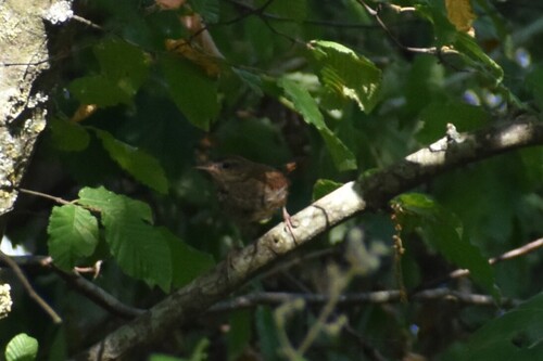 Eurasian Wren