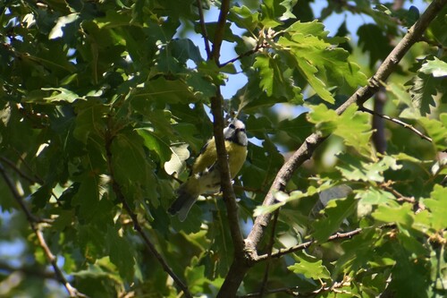 Eurasian Blue Tit