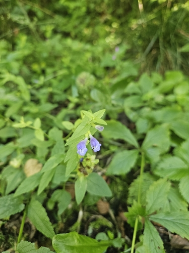 Marsh Skullcap