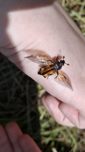 Banded Sexton Beetle