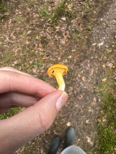 Golden Chanterelle