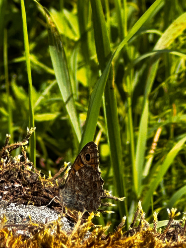 Wall Brown