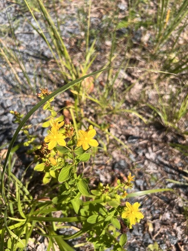 Imperforate St John's-wort