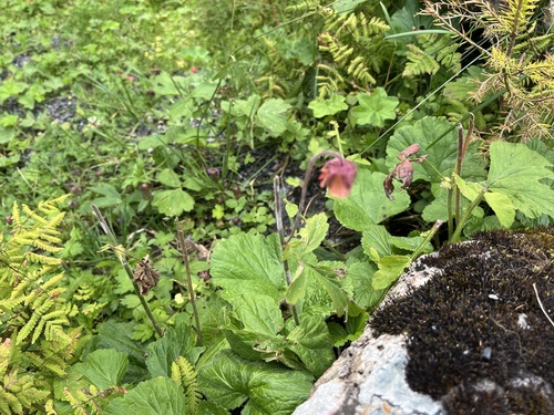 Water Avens
