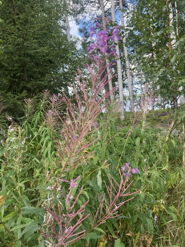 fireweed