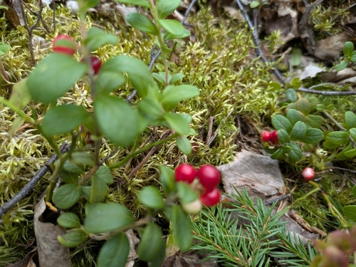 Lingonberry