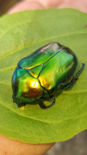 Big Rose-chafer