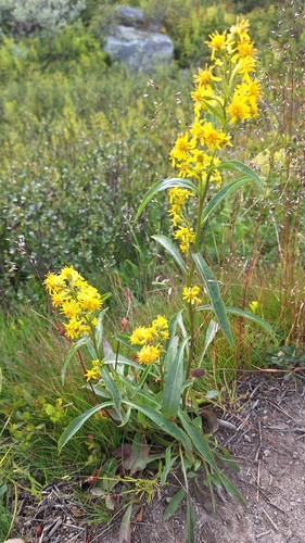 European goldenrod