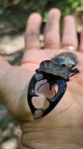 European Stag Beetle