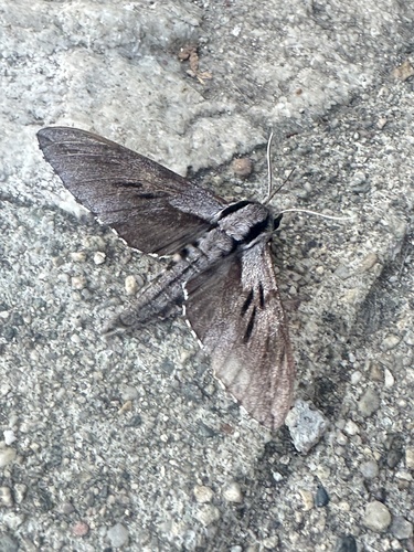 Pine Hawkmoth