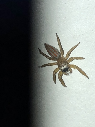Three-lined Maevia