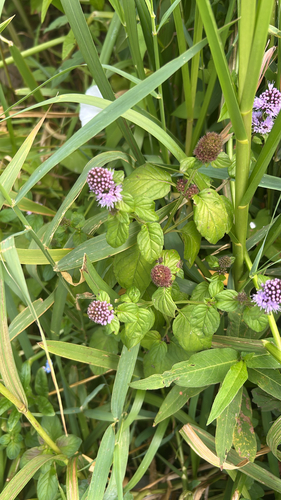 watermint