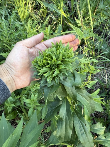 Giant Goldenrod Bunch Gall Midge