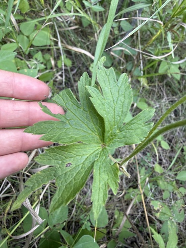 tall thimbleweed