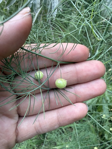 wild asparagus