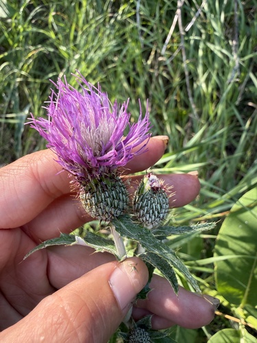 Flodman's thistle