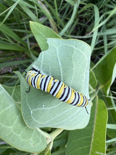 Monarch