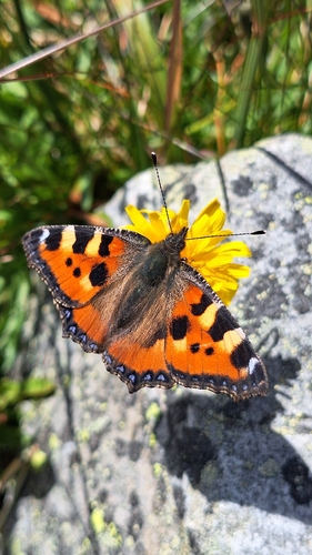 Small Tortoiseshell
