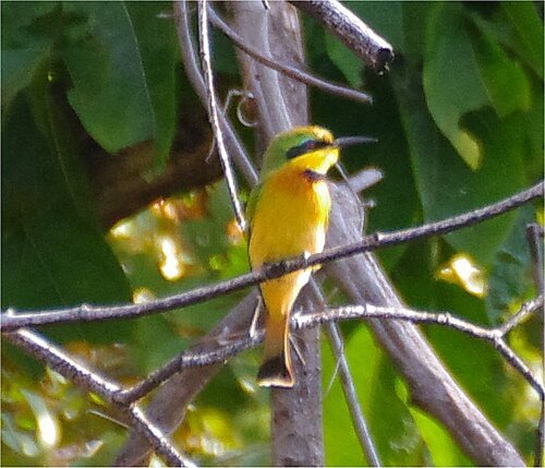 Little Bee-eater