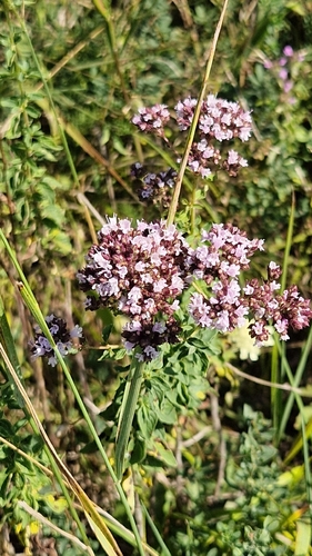 Oregano