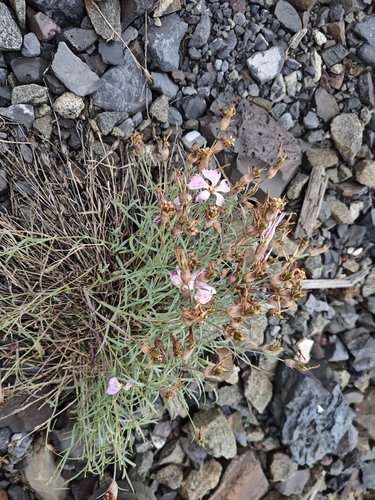 Northern Pink