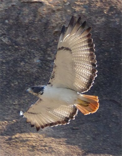 Augur Buzzard