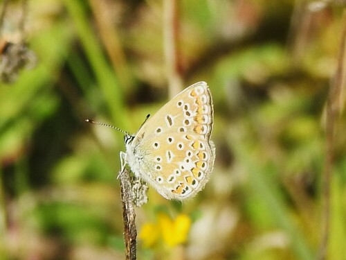 Common Blue