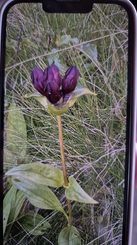 Purple Gentian