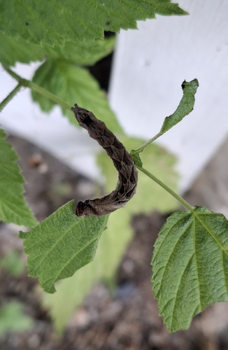 Peach Blossom Moth