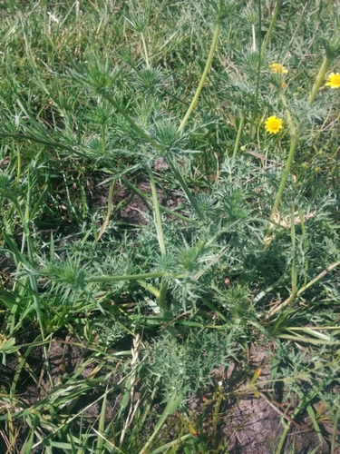 iNaturalist observation photo of Coyote-thistle